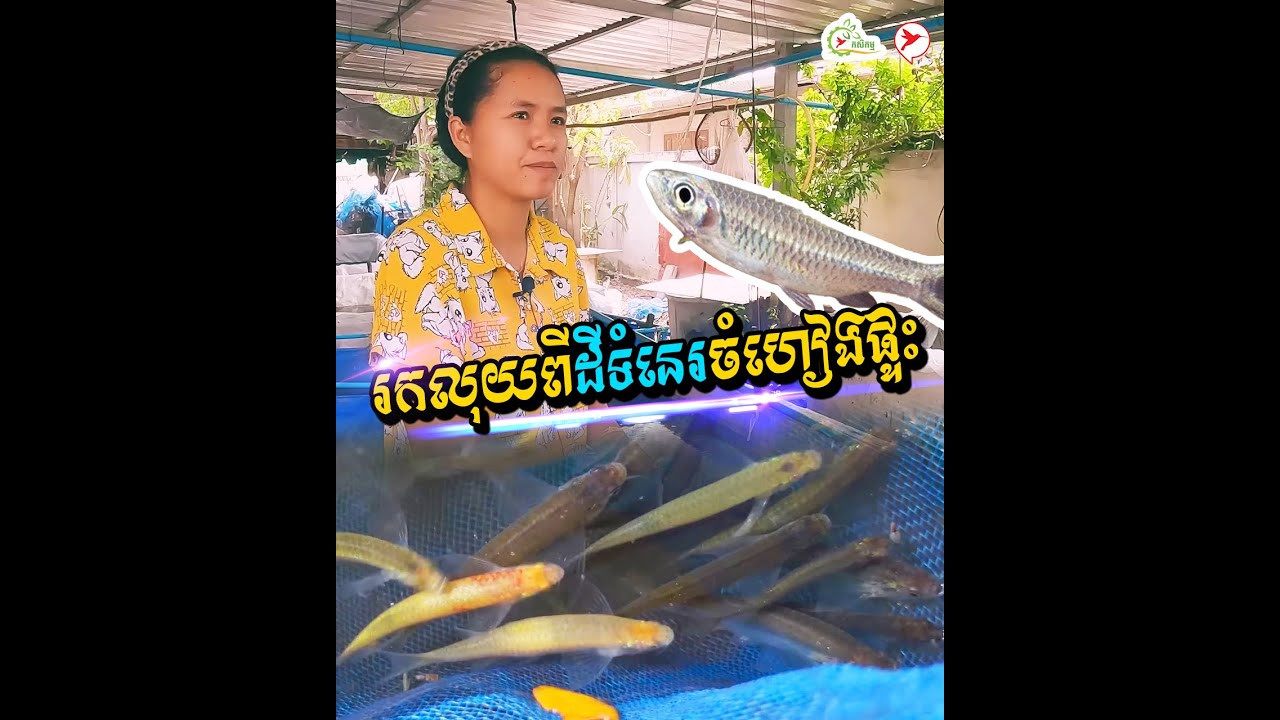 ចំហៀងផ្ទះតូចសោះ  ស្រ្ដីនេះច្នៃចិញ្ចឹមត្រីចង្វា ៣ឆ្នាំ ទិញដីបាន២កន្លែង | កម្មវិធិកសិកម្ម