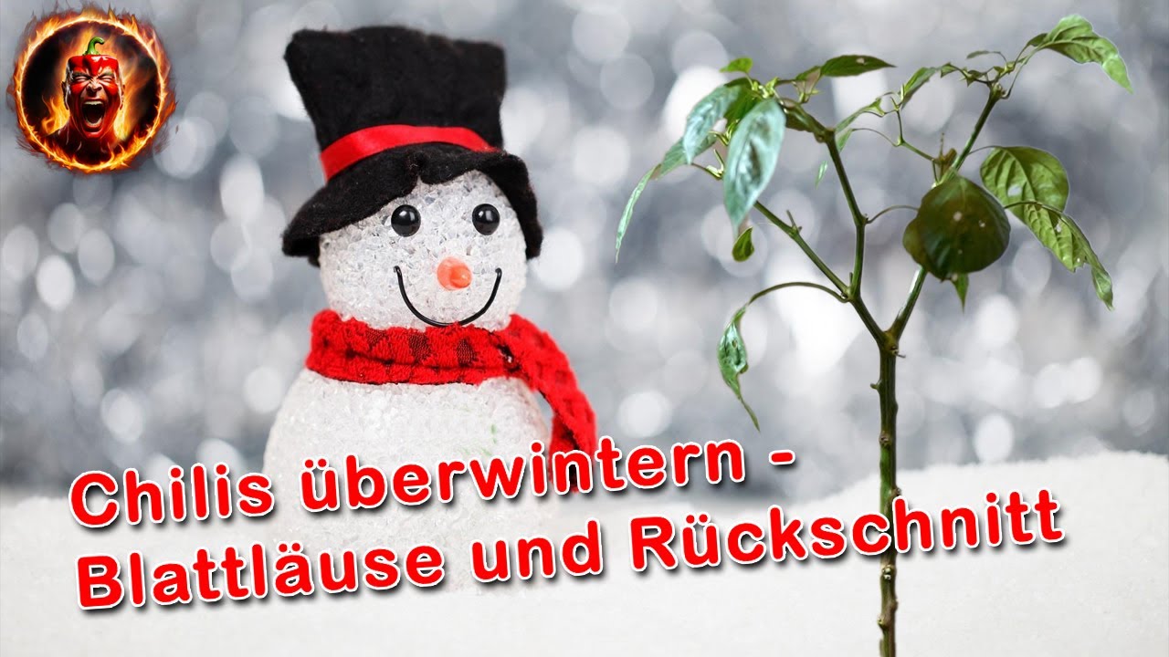 Chilis richtig Überwintern  |  Blattläuse  |  Ernte  |  Rückschnitt  |  Umtopfen  |  Pflege