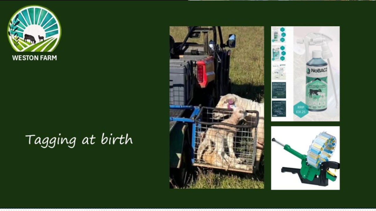 Tagging lambs at birth