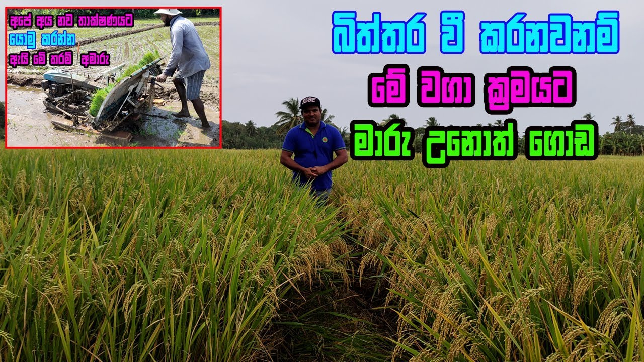 වී වගාවෙන් ගොඩයන්න තවත් මගක් | Biththara wee wagawa | Transplanting Machine | goyam pala sitaweema