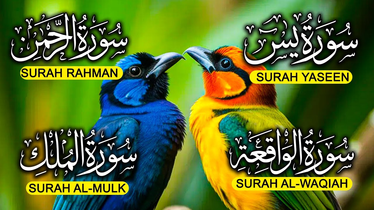 Surah Yaseen ❤ Surah Rahman ❤ Surah Al Waqia ❤ Surah Al mulk Soothing Quran recitation | EP006