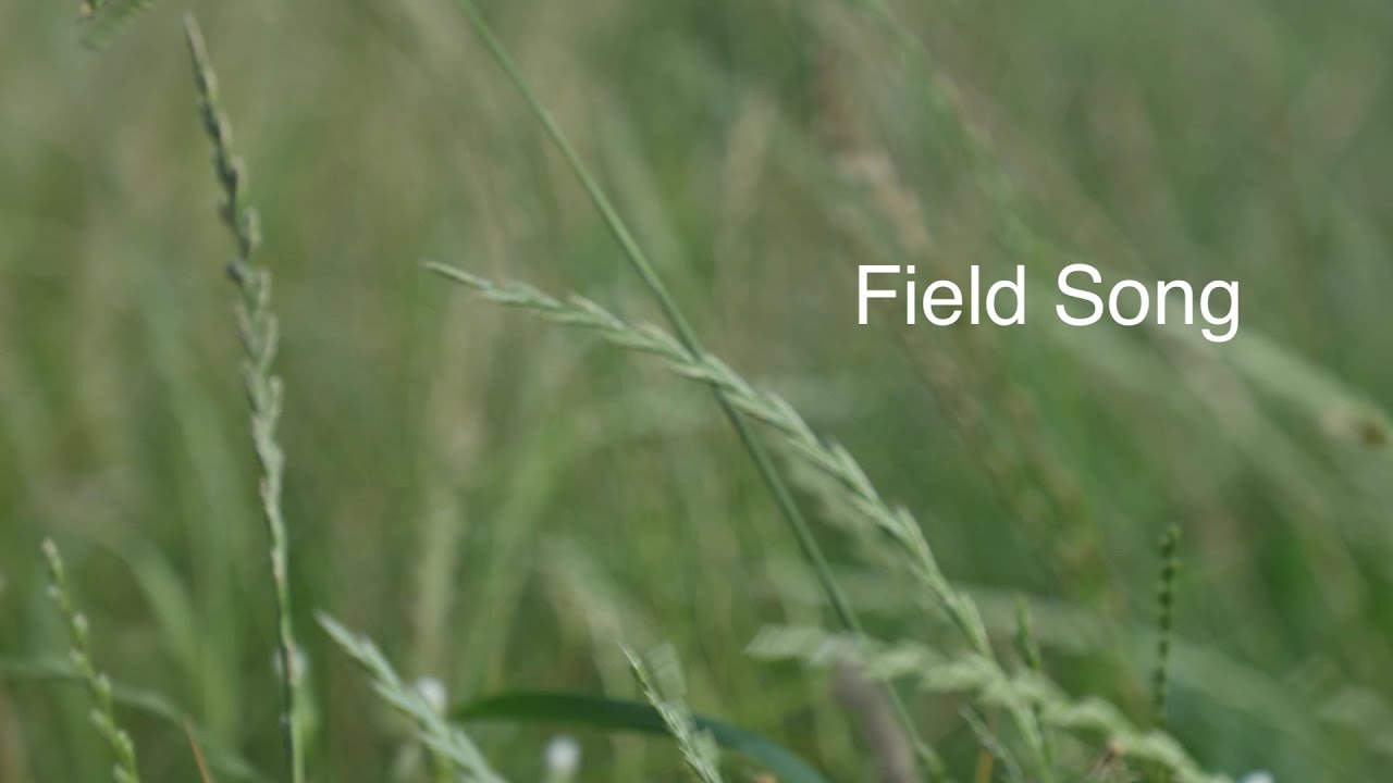 Field Song