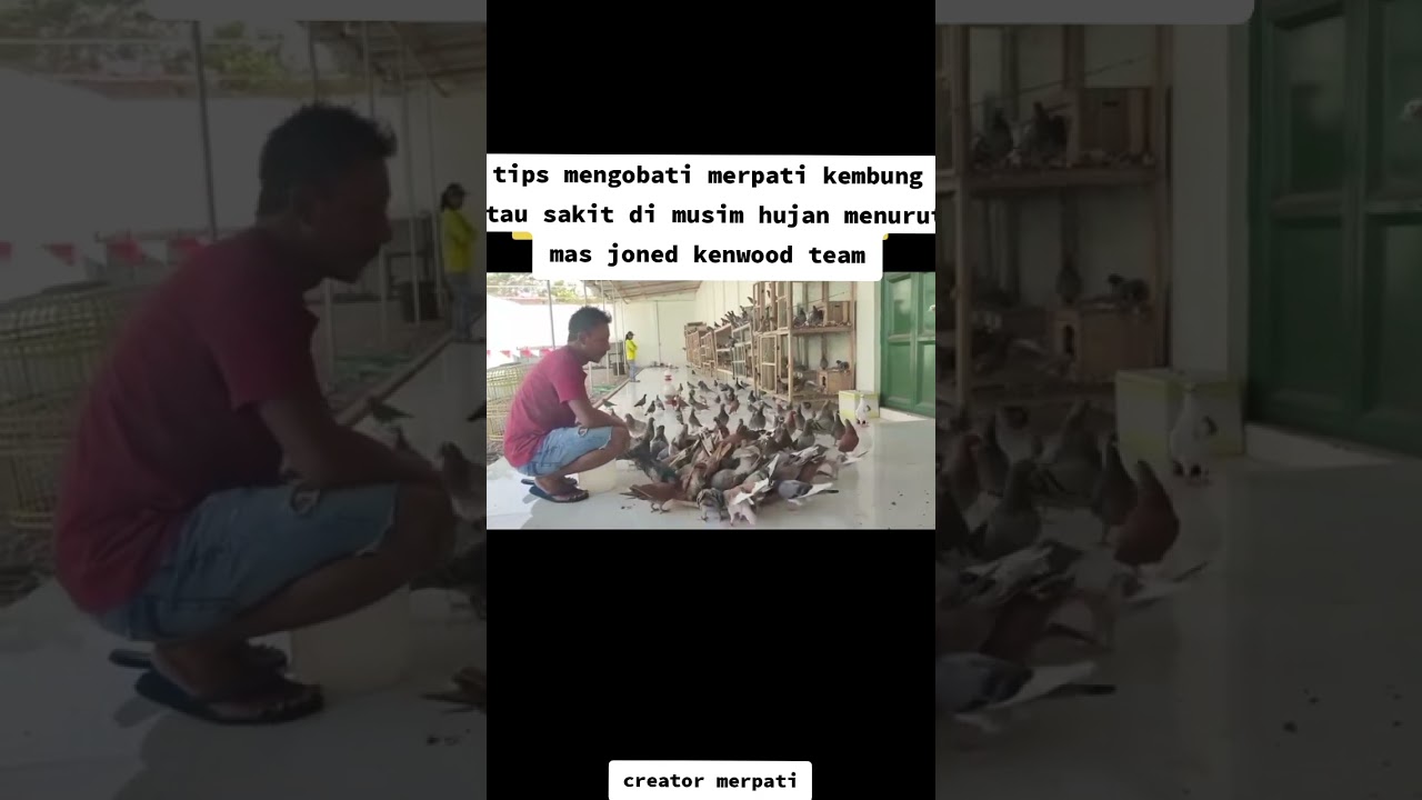 tip merpati kembung || MAS JUNED KENWOOD TEAM