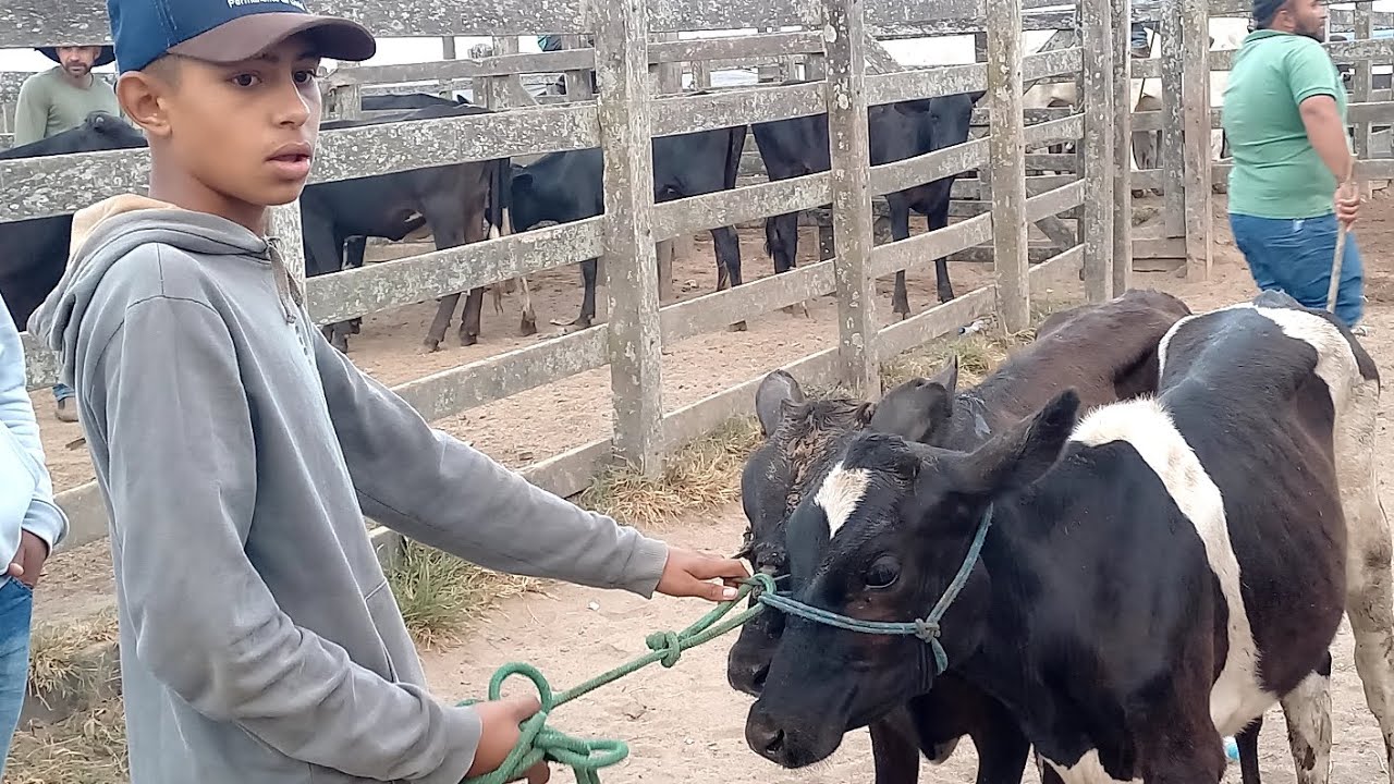 Feira das Bezerras, Novilhas prenhas Capoeiras Pe.12/12/25