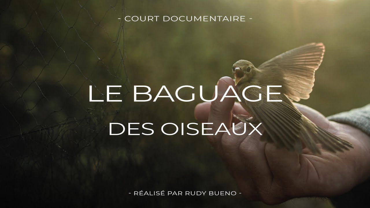 LE BAGUAGE DES OISEAUX (Documentaire)