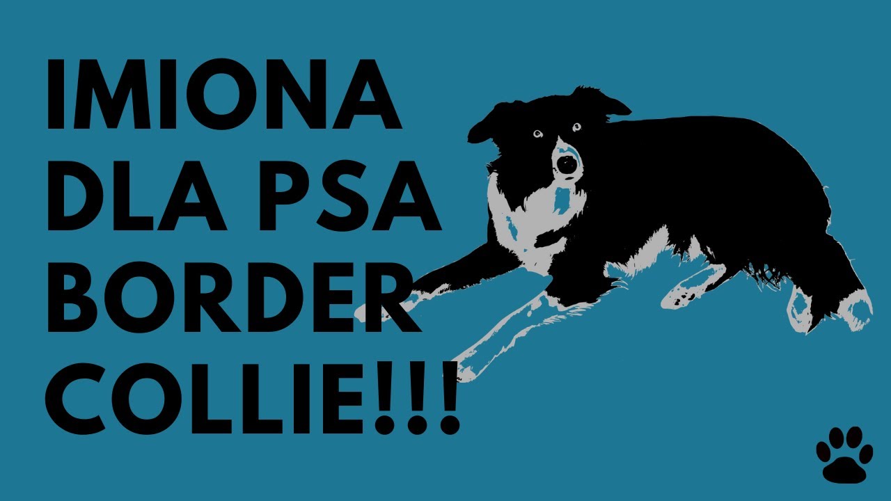 Imiona Dla Psa Border Collie - 38 MEGA IMION!!! | Imionowo