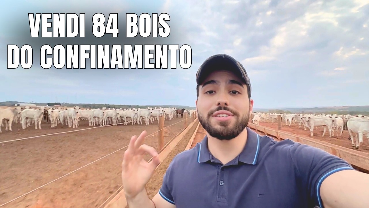 Vendi 84 Bois e Faturei Mais de R$600 mil (mostrei tudo)