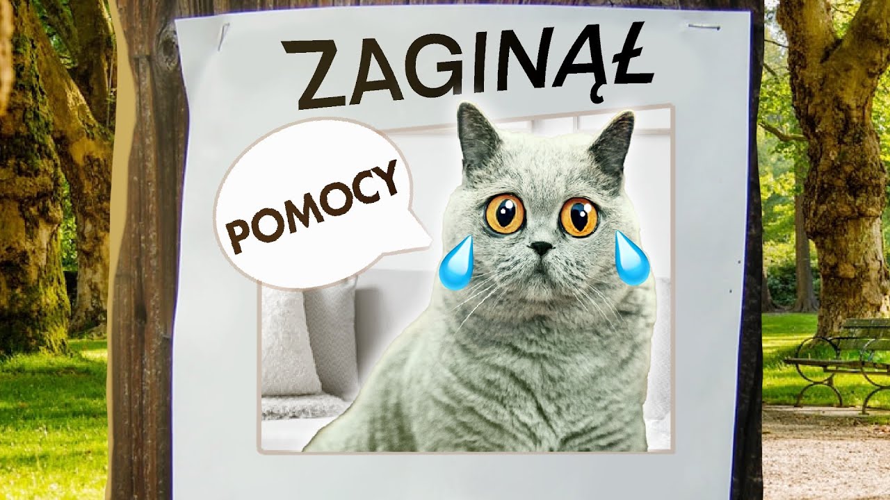 Co m&oacute;wią KOTY: GDY SIĘ ZGUBIĄ