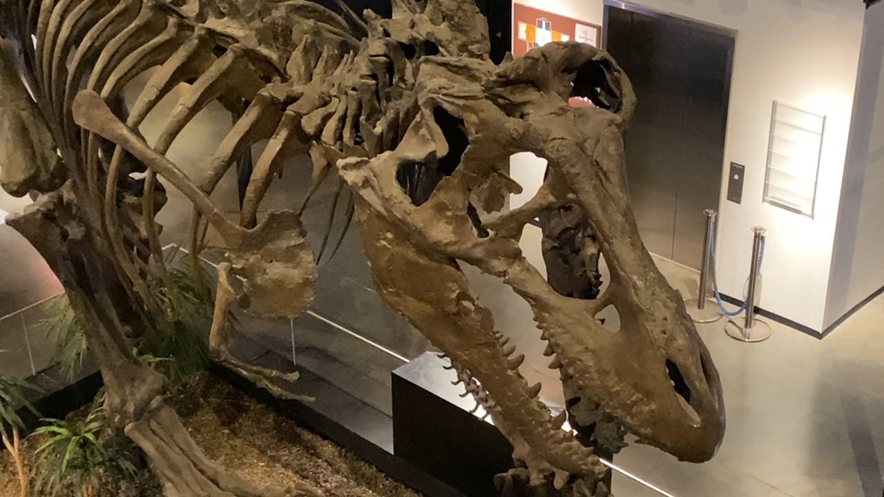 The Houston Museum of Natural Science is a place for families to explore, learn and have fun.