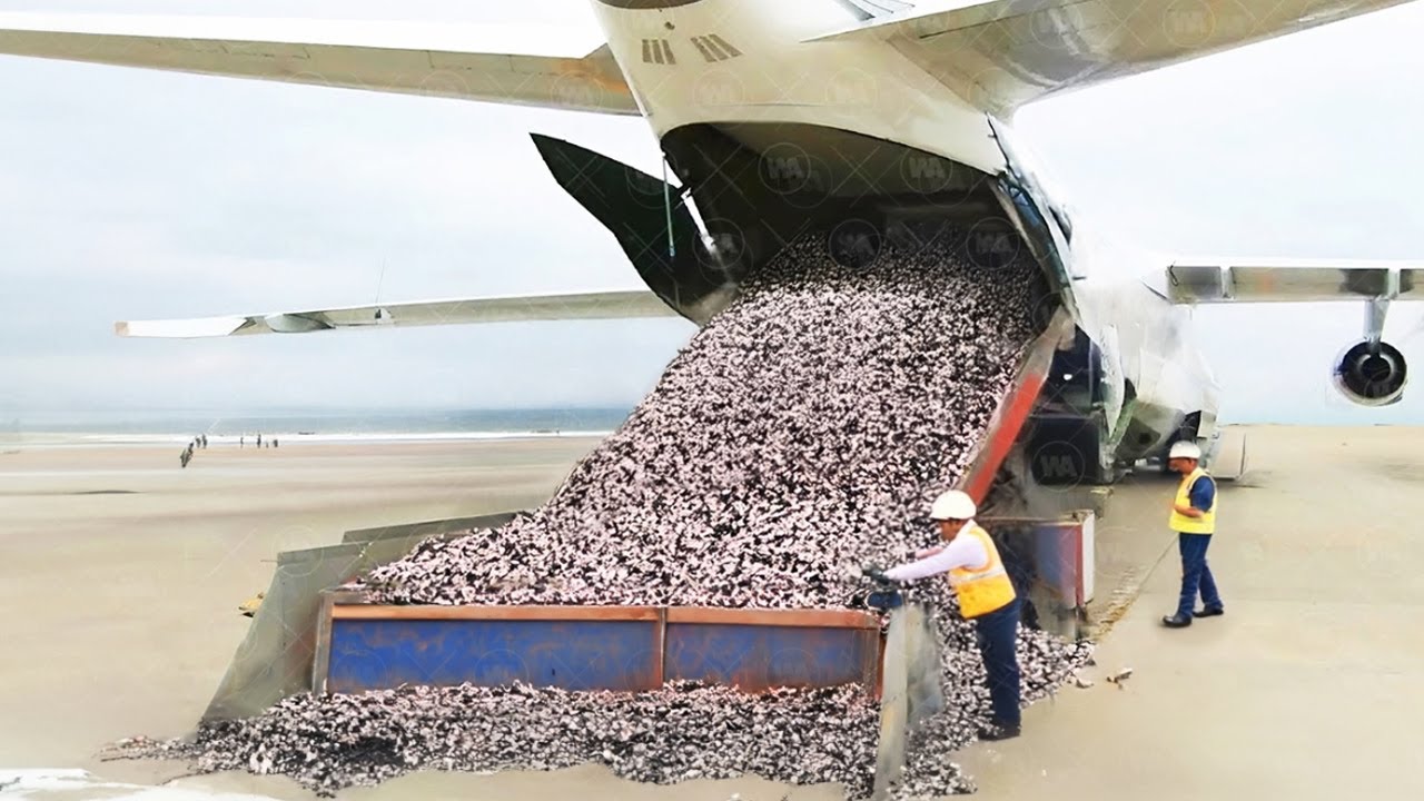 They Dropped Thousands of Mice Over Guam, and What Happened Was Shocking