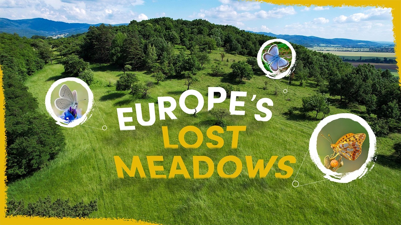We're Bringing Back Europe's Old Butterfly Meadows