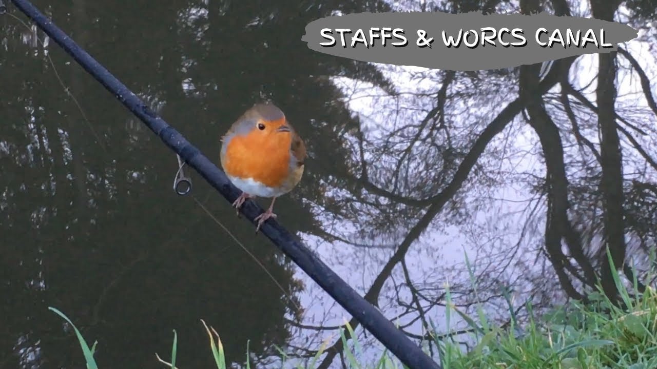 🎣 Fishing the Staffs & Worcs Canal as the cold spell continues 