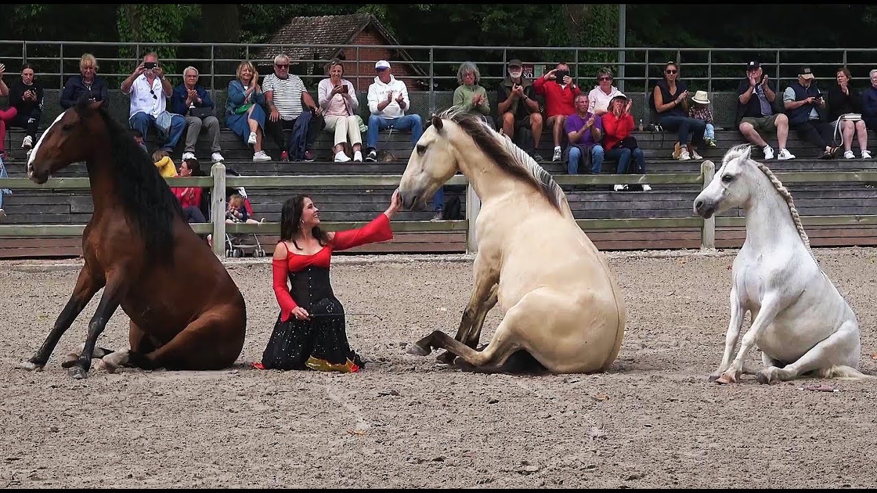 Jeudi du Pin - Spectacle équestre en liberté au Haras du Pin