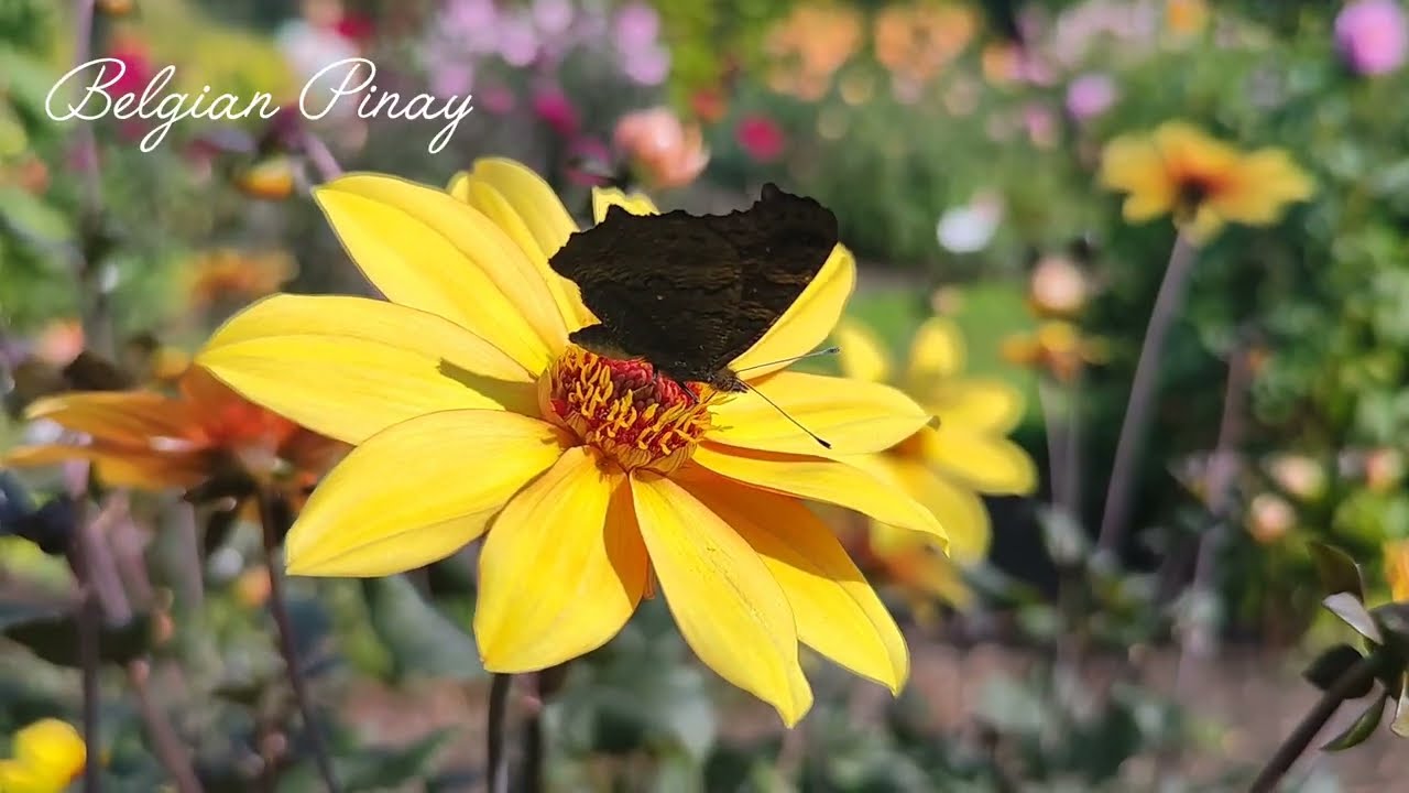 Visiting Dahlia Garden || Summer Time || 2024 || Belgium