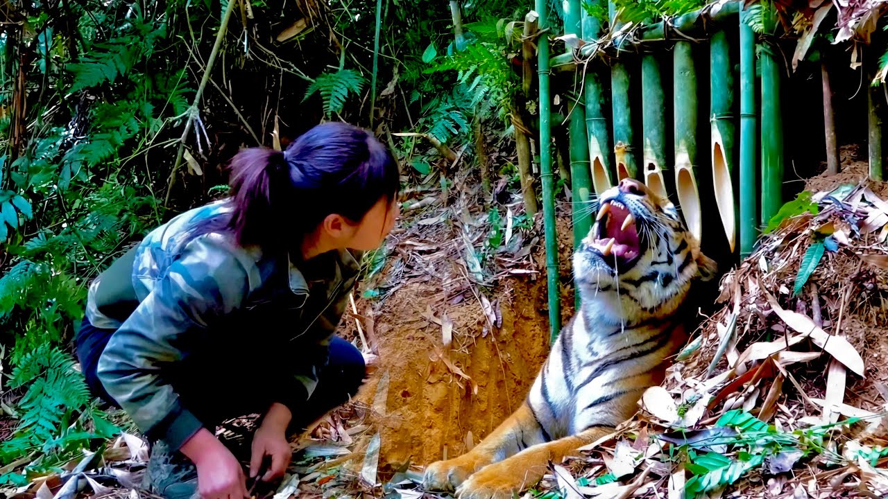 100 Days of Survival : A Tense Moment as the Tiger Approaches the Trap