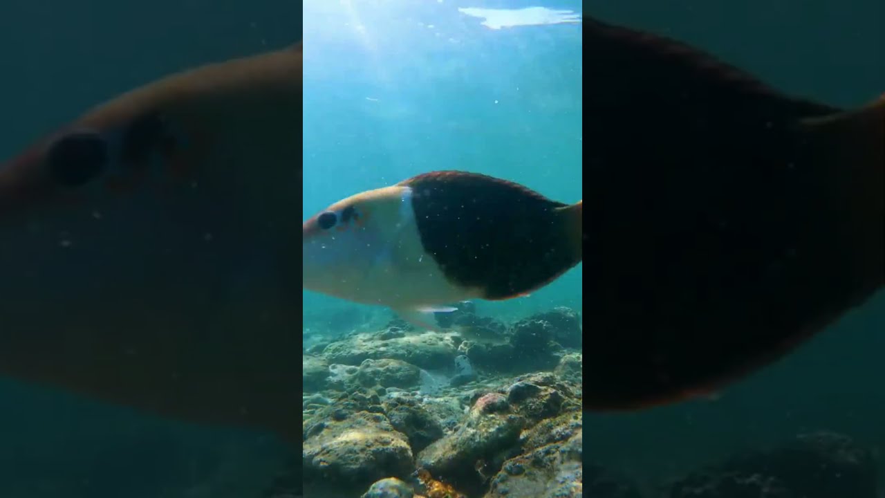 Unreal Drone Footage of Pigeon Island 🌴 | Snorkeling Paradise in Sri Lanka | SoSriLankaVillas