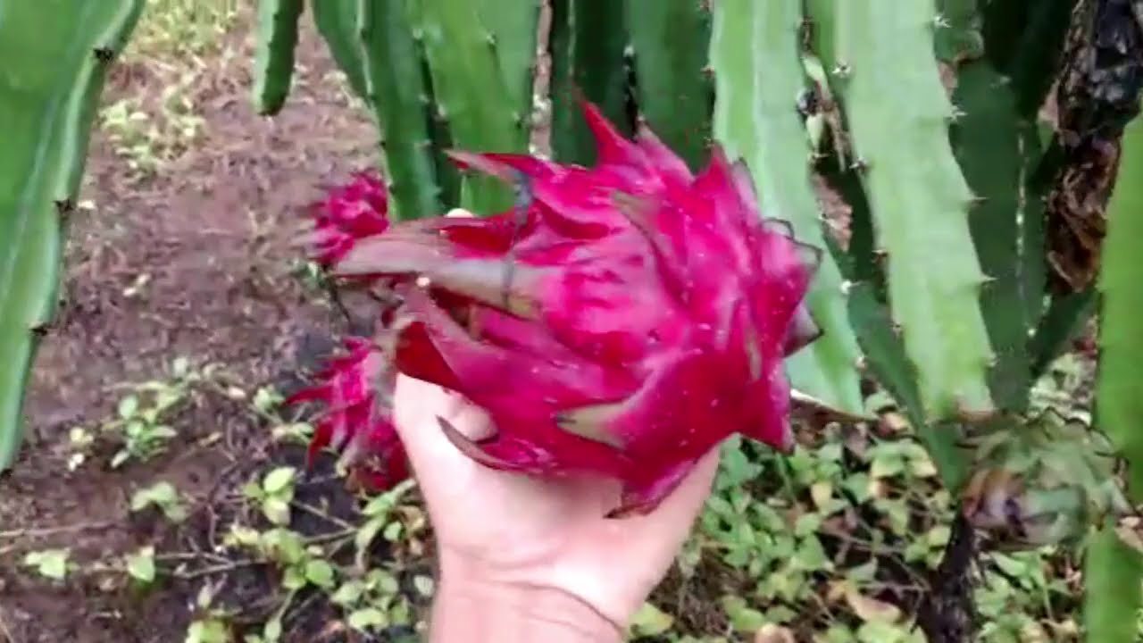 COLHEITA DA PITAYA VERMELHO FORT