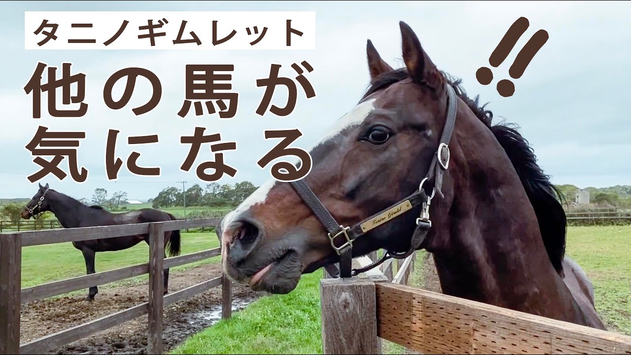 ソワソワし出すタニノギムレット(鳴き声音量注意）