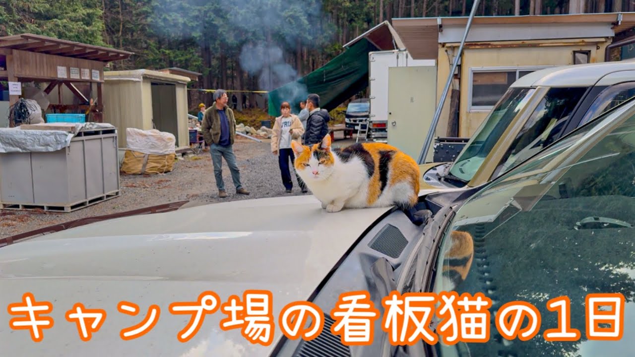 キャンプ場に現れる看板猫の1日に密着！
