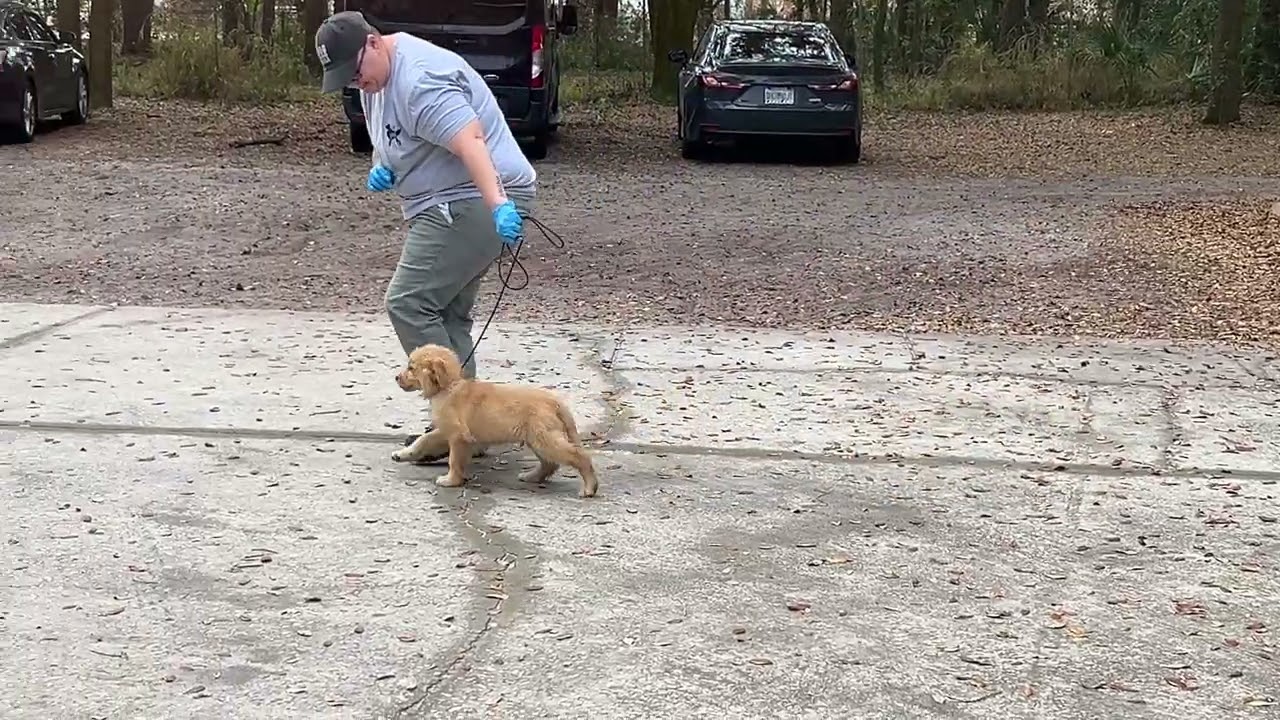 Goose - Training 