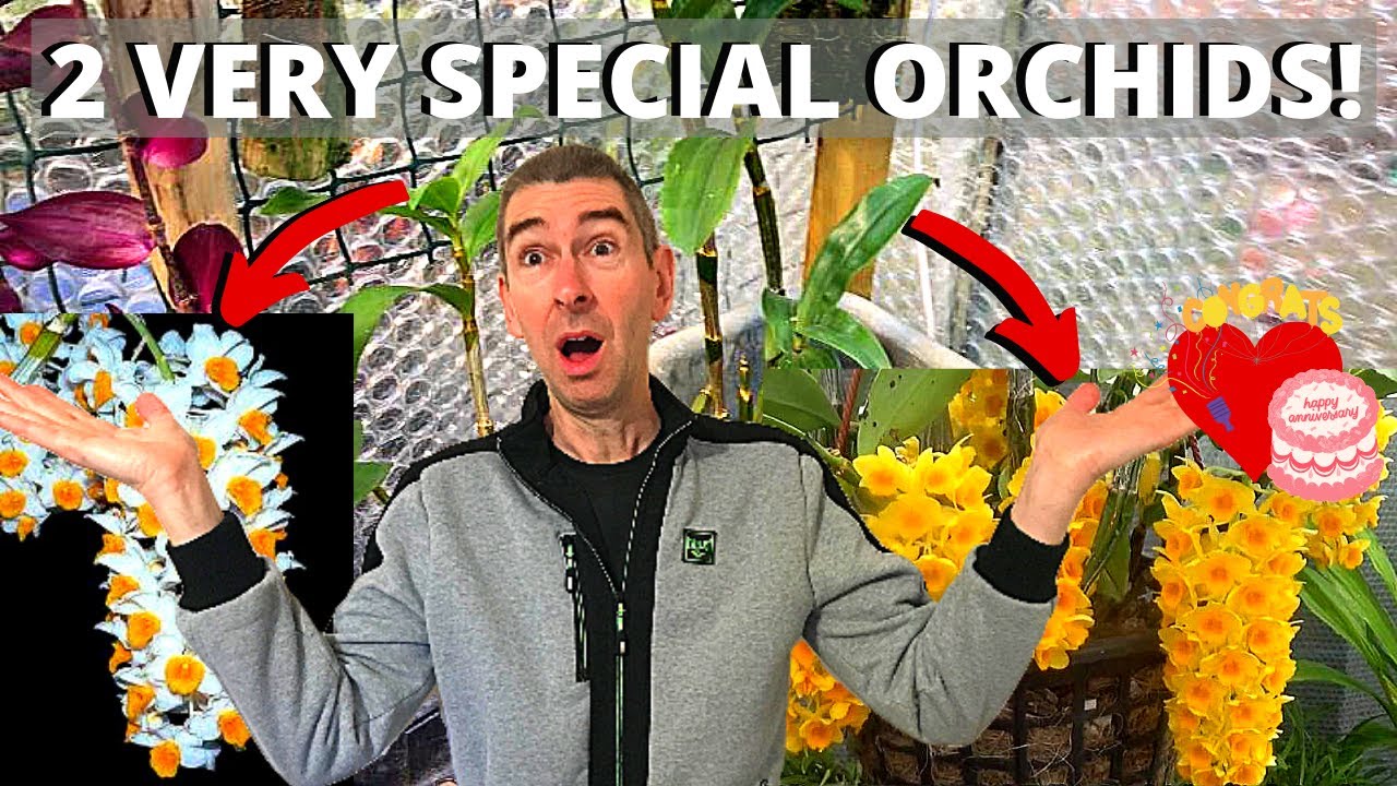 2 VERY SPECIAL ORCHIDS! - Dendrobium Densiflorum & Dendrobium Thyrsiflorum