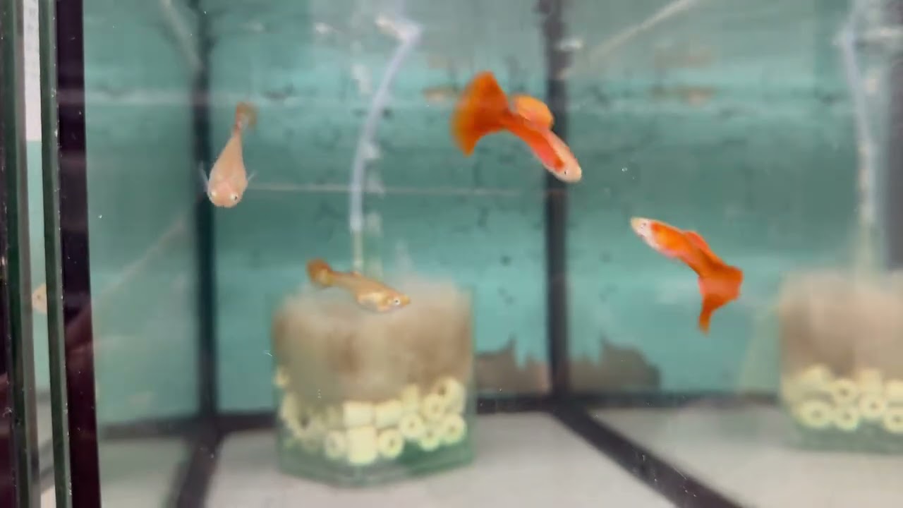 Kwartler’s Guppy Room Revisited