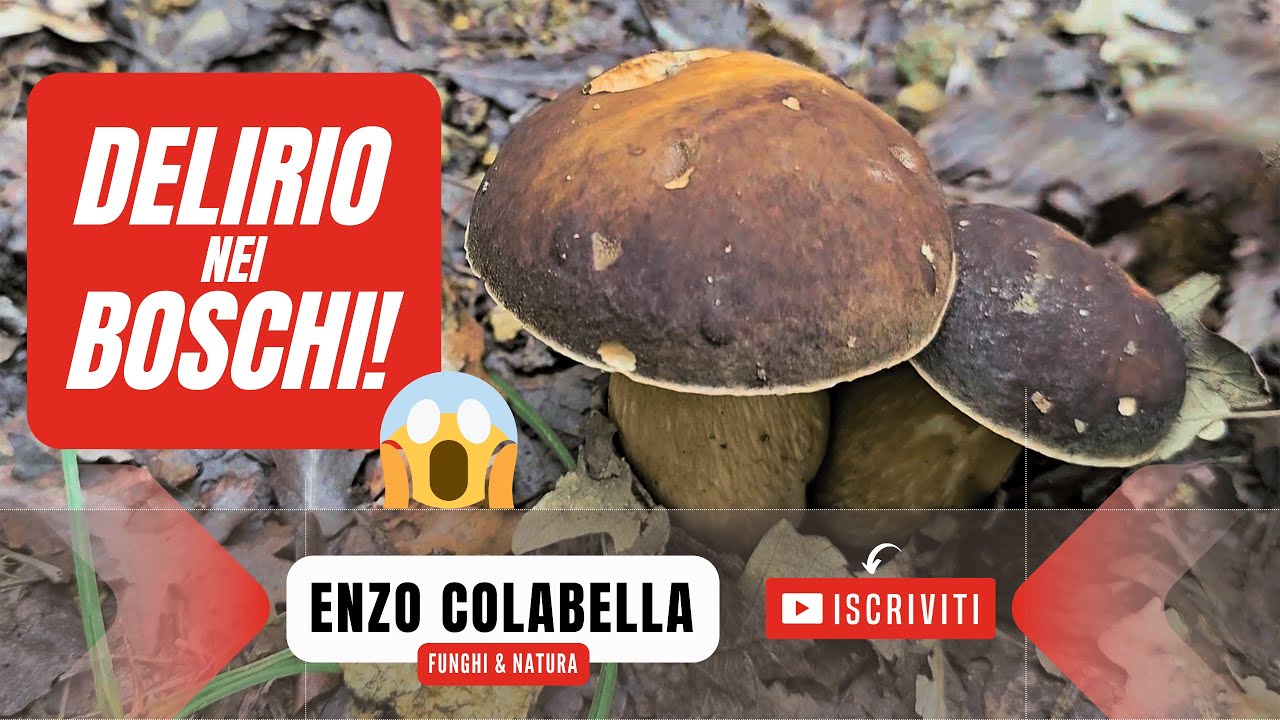 Delirio nei boschi del Cilento: montagne piene di porcini e ovoli! Funghi settembre 2024
