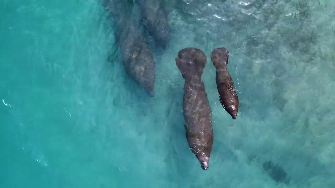 Florida Travel: Underwater Adventures with a Florida Local
