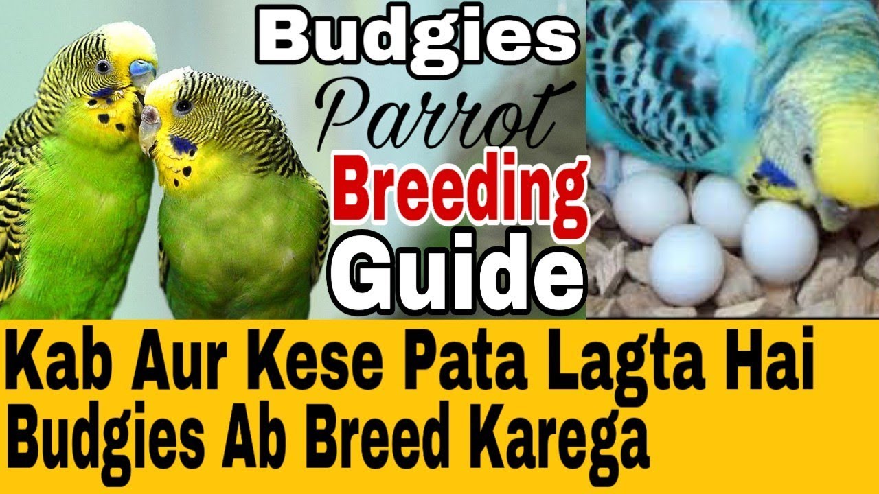Budgies Kab Aur Kese Breed Karta Hai Full Details | Budgies Breed Guide for Beginners