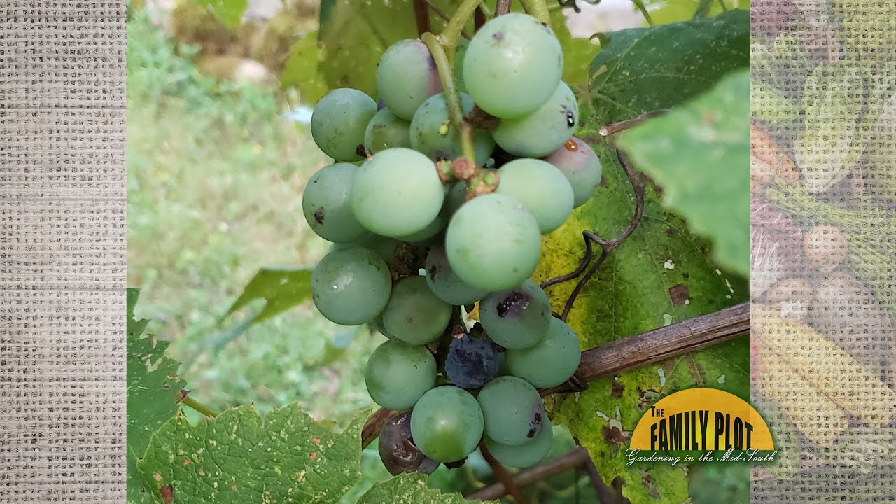 My grapes have black rot. What should I do?