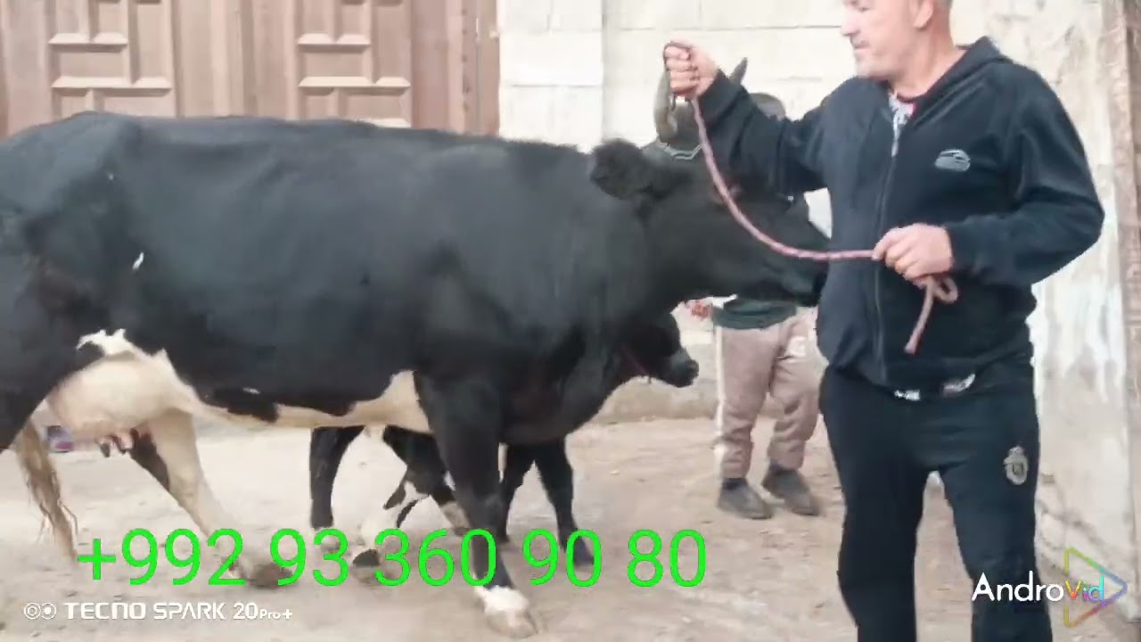 1 Сар Говои Чушои ширти Тахдон Шируш Аз 18 то 20 Литур Кафолат Дора  гов савдошуд