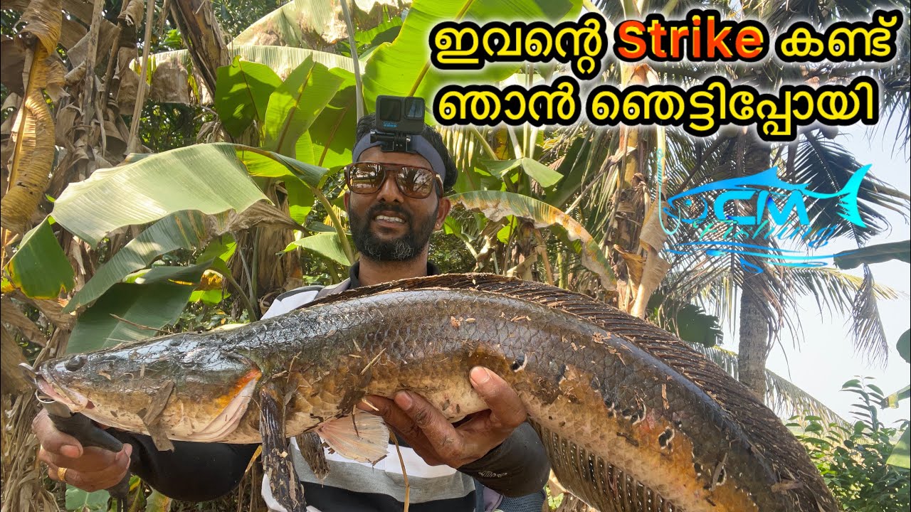 കുഞ്ഞൻ തവളയെ വെച്ച് പിടിച്ച ചെറുമീനുകളെ കണ്ടോ.