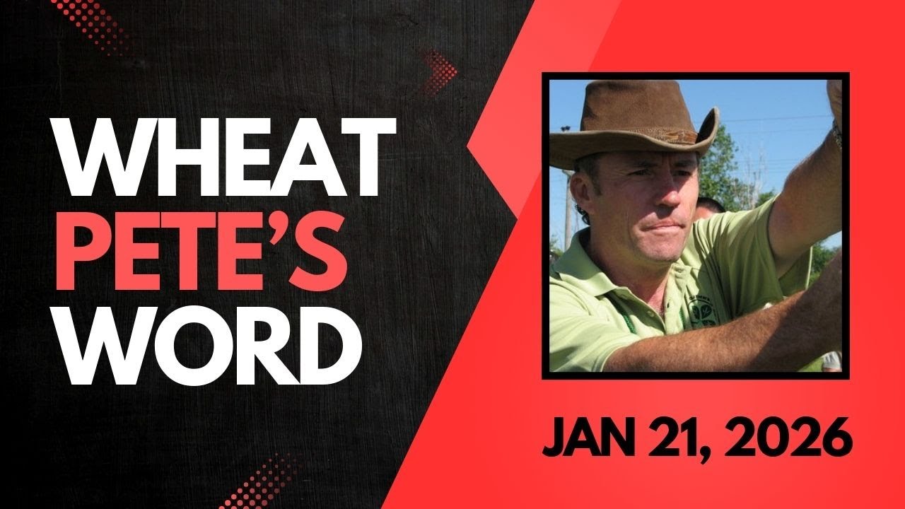 Wheat Pete's Word, Jan 21, 2026: Oat yield, sulphur wins, cover crop uses, and winter kill questions