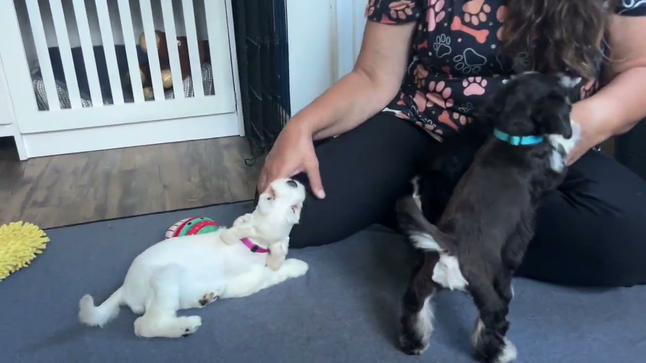 Rudi/ Dandelion - 7 week old schnauzer puppies 