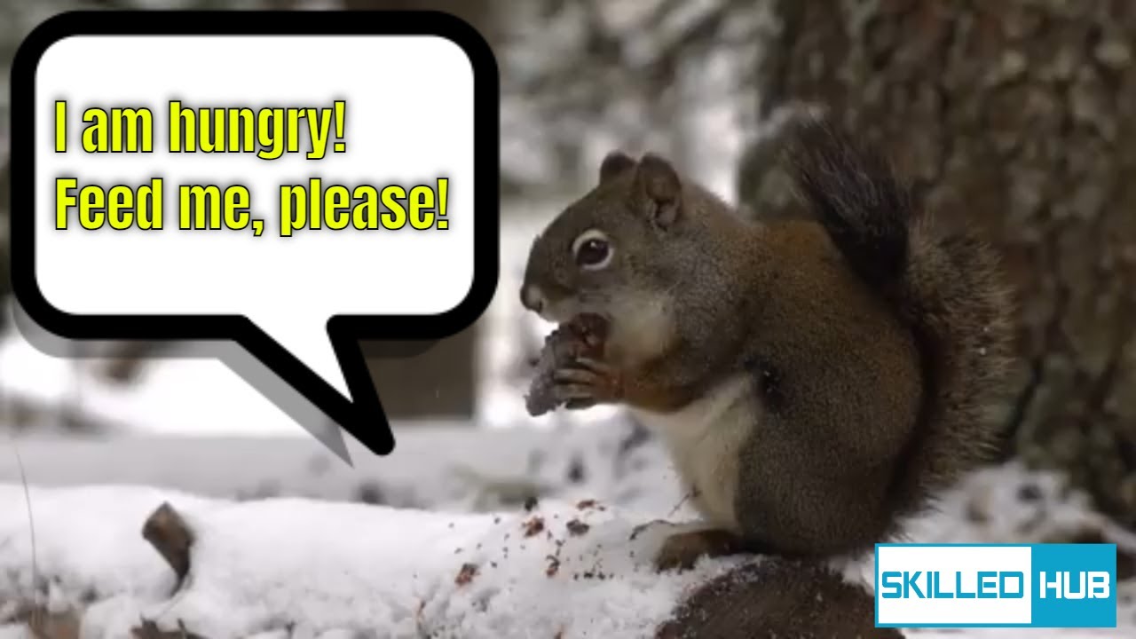 The Best Squirrel Food: A Guide To Keeping Your Furry Friend Healthy And Happy