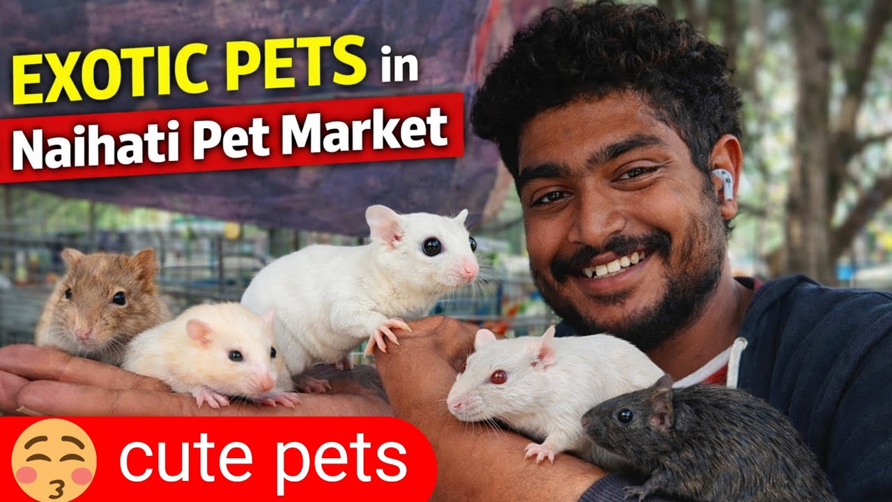 প্রথমবার Sugar Glider নৈহাটি পাখির হাটে💥😱|| Naihati Pets Market || 21/2/2026