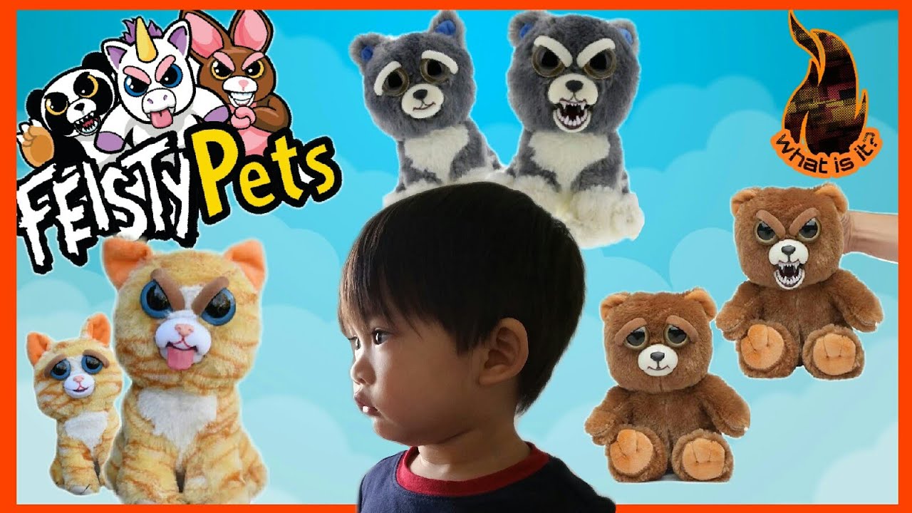 3 of our FAVORITE Feisty Pets