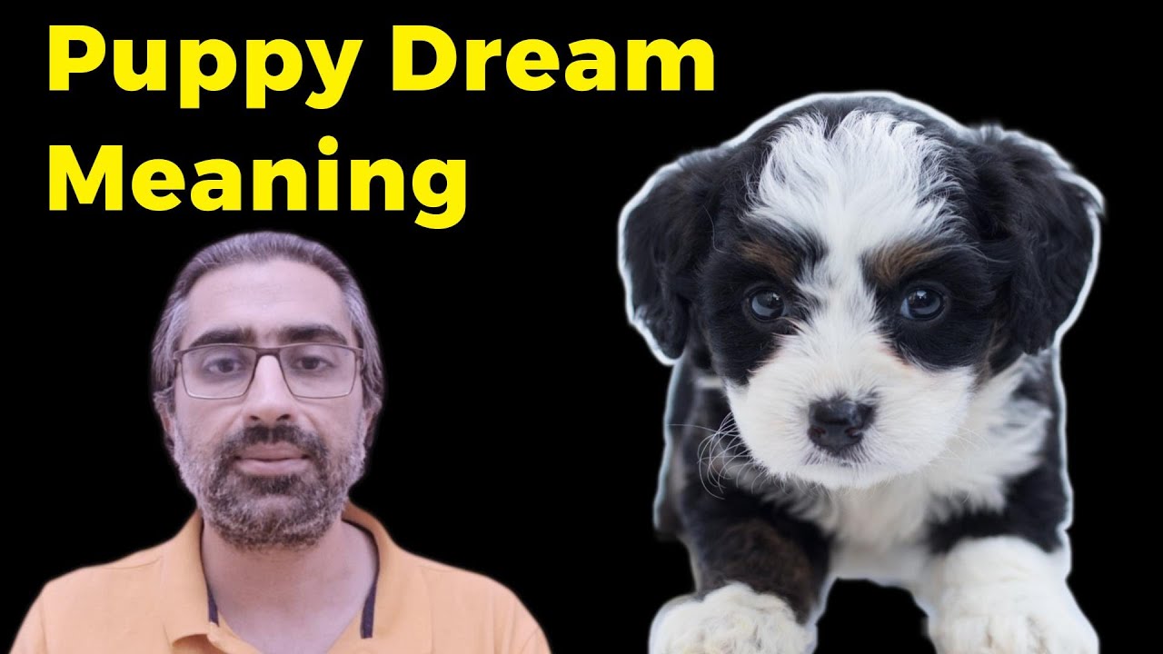 puppy dream meaning and interpretation