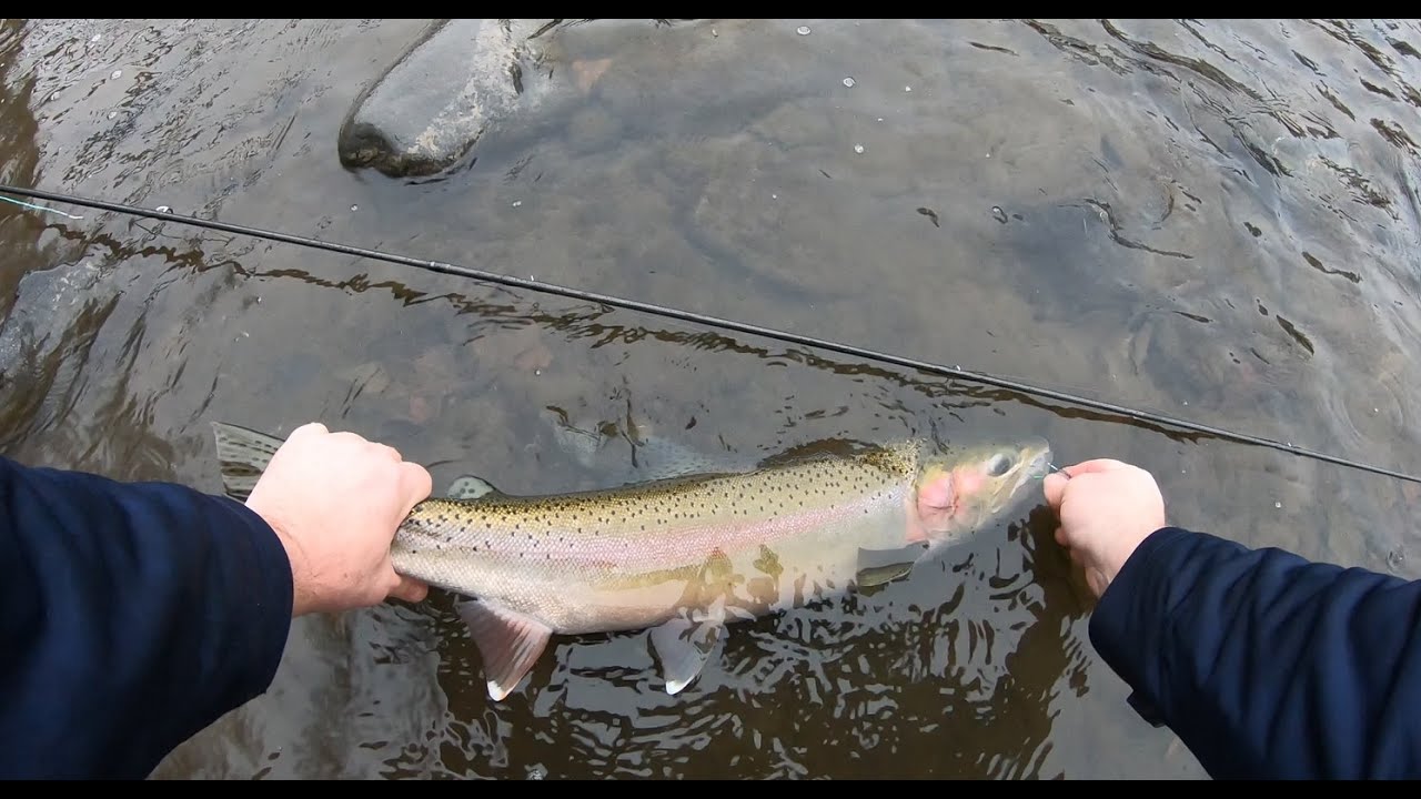 December Rogue River Summer Steelhead - Half Stepping Technique
