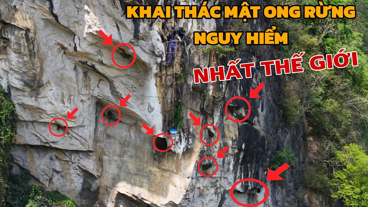 Quá Trình Người Đàn Ông Khai Thác '' Mật Ong Rừng '' Nguy Hiểm Nhất Thế Giới (PHẦN 1)