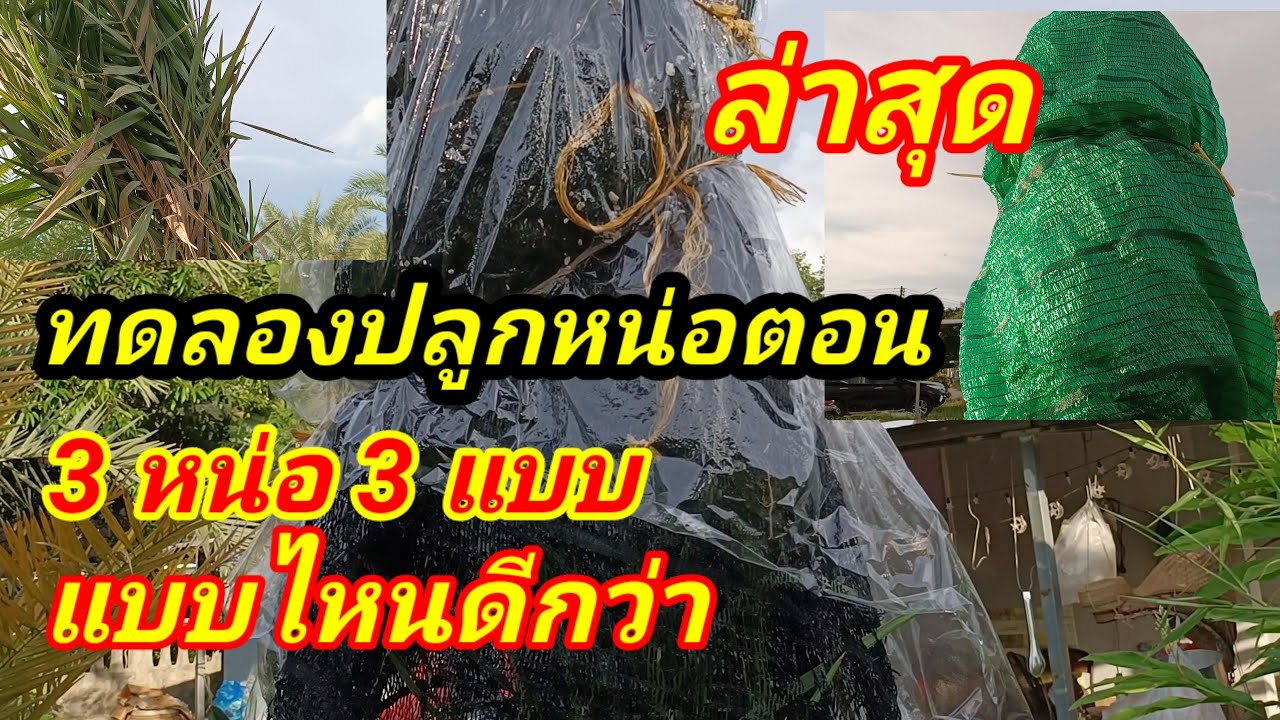 ล่าสุดการทดลองปลูกหน่ออินทผลัม 3 หน่อ 3 แบบ การปลูกแบบไหนไม่ตาย@อินทผาลัม in thailand
