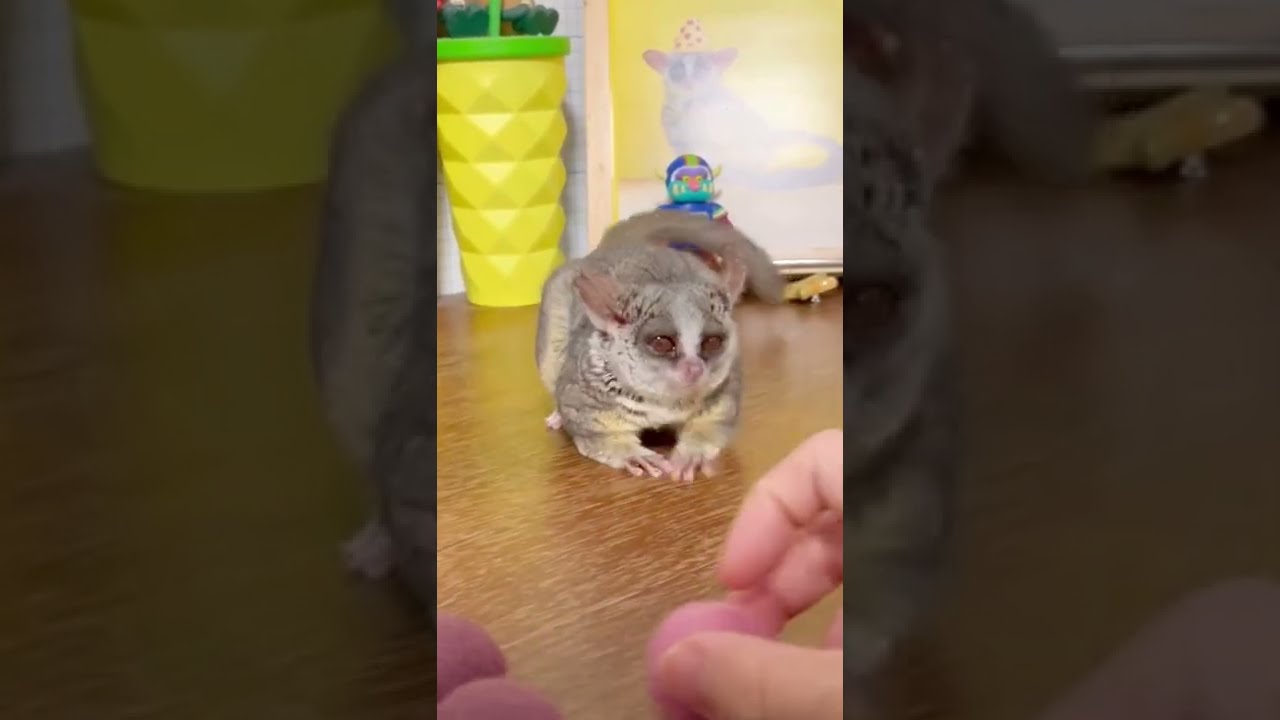ボール遊びの癖が強すぎるお猿【ショウガラゴのピザトル】ピザピザパニック