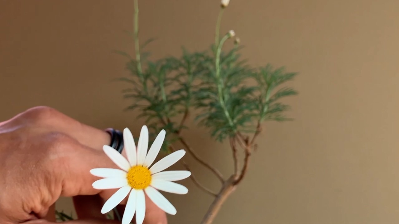 Daisy bonsai pruning, repot and developments_a bonsai journey