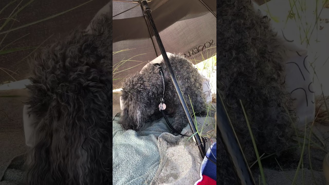 My dog, Happy, miniature poodle soon 17 years, went to a beach