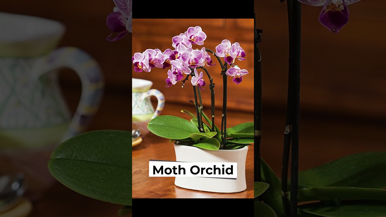 Pet Friendly Indoor House Plants 🌿🌱 | घरपालुवा जनावर अनुकूल इनडोर हाउस प्लान्टहरू 🌿🌱 #indoorplants