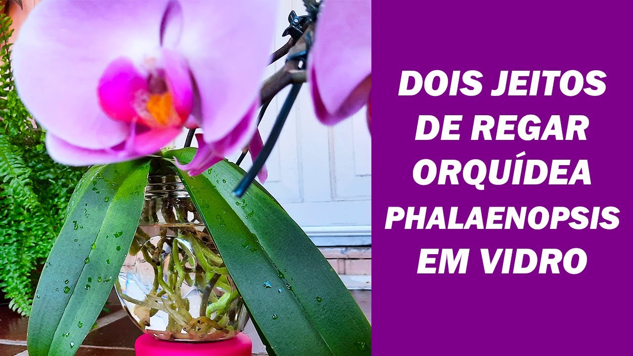 Como Regar Orquídea Phalaenopsis em Vaso de Vidro