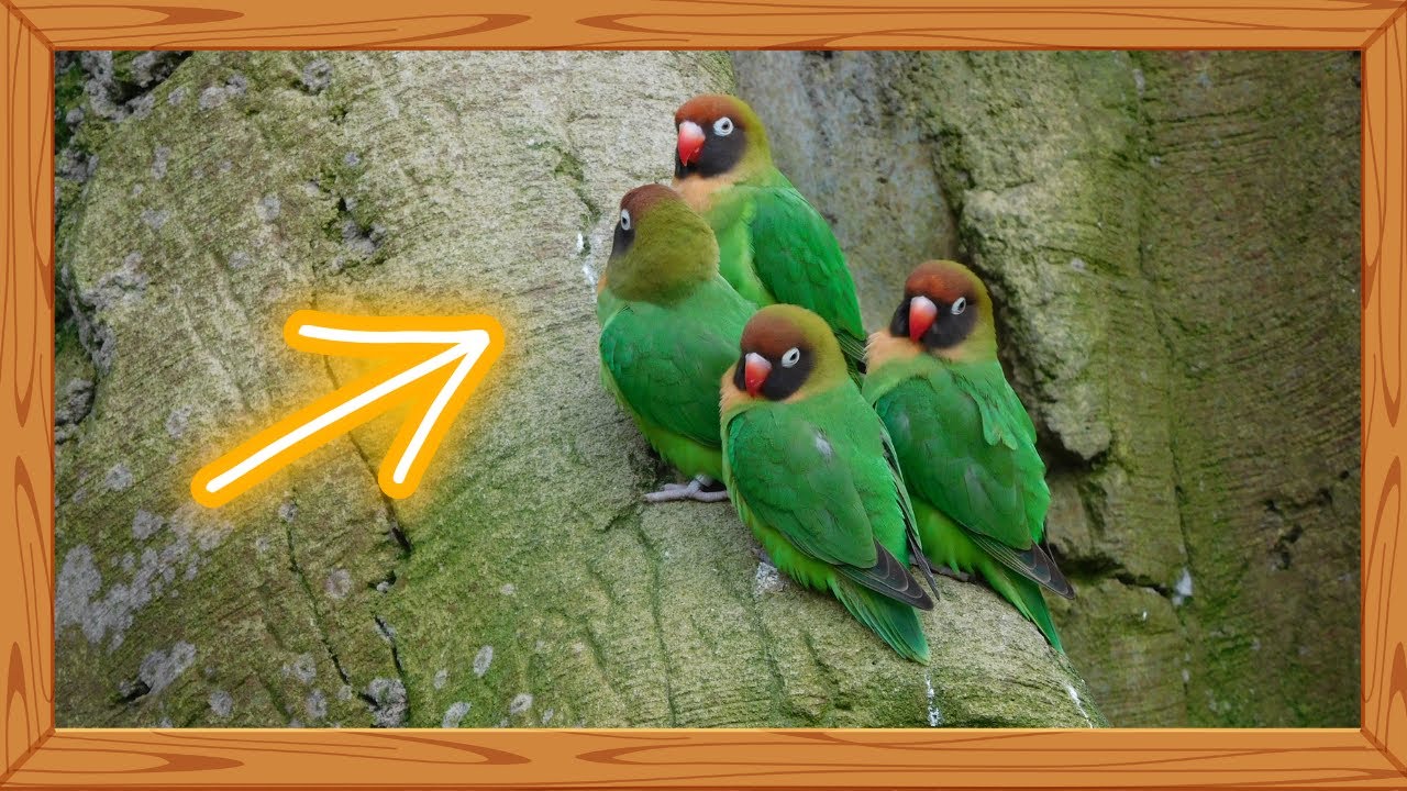 ⏩ AGAPORNIS EN LIBERTAD, las Aves Míticas que Se Liberan de El Paradero