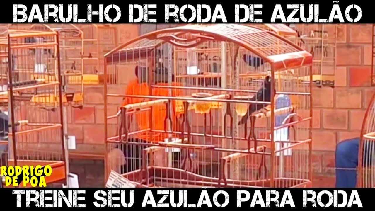 Treinamento Roda Azulão Torneio