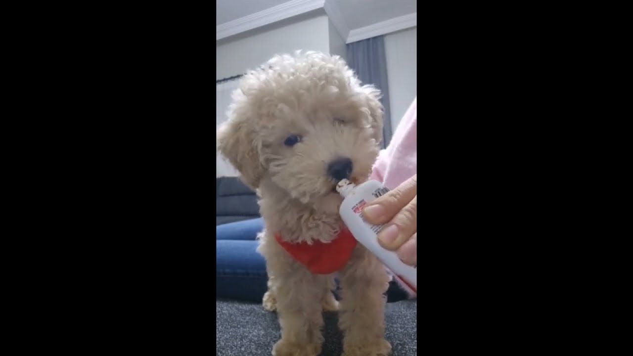 Bizim küçük torun