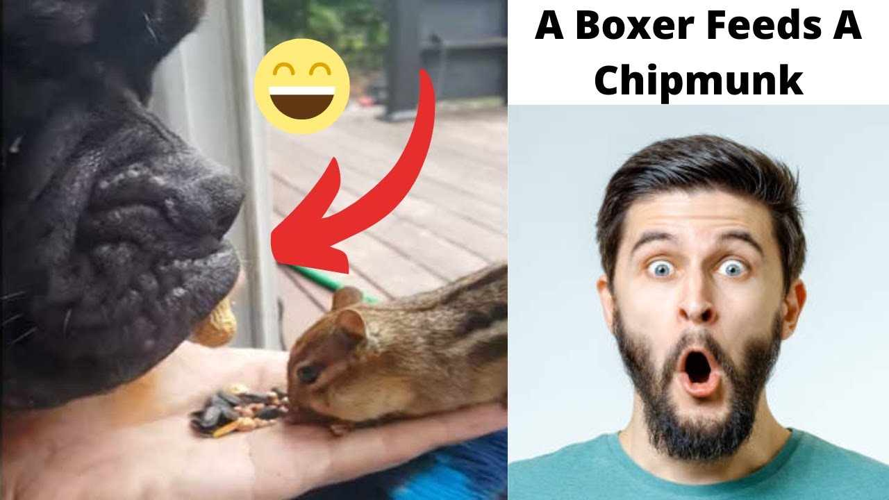 Boxer dog funny sounds NEWEST Funny boxer dogs videos compilation - A Boxer Feeds A Chipmunk 2020
